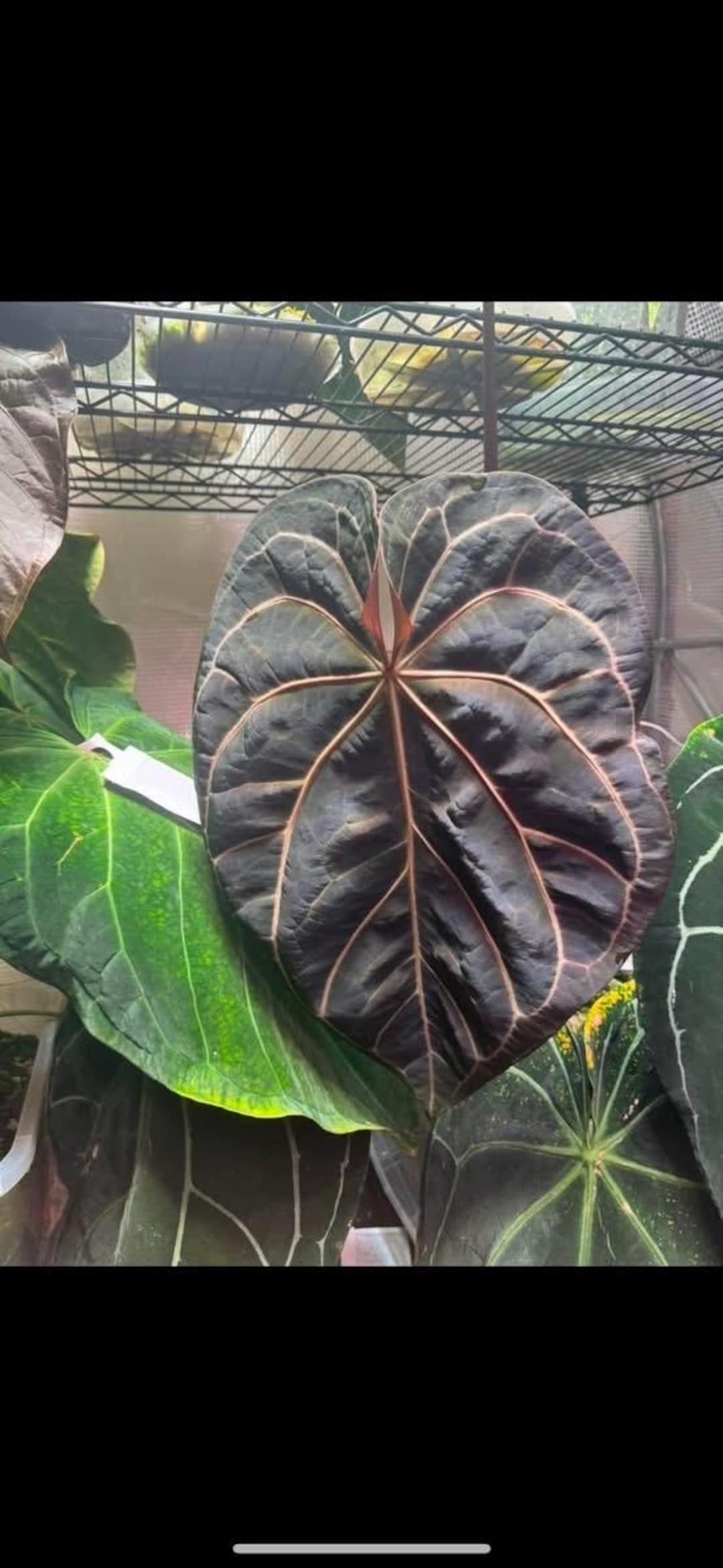 US SELLER! Anthurium Seedling Black Widow Michelle X Forgetii - Etsy