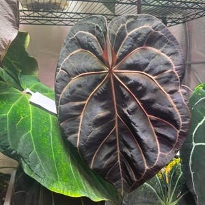 US SELLER! Anthurium Seedling Black Widow Michelle X Forgetii - Etsy