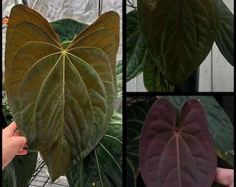 US Seller - Anthurium Seedling Pap X-one X Red Vein Dark Phoenix