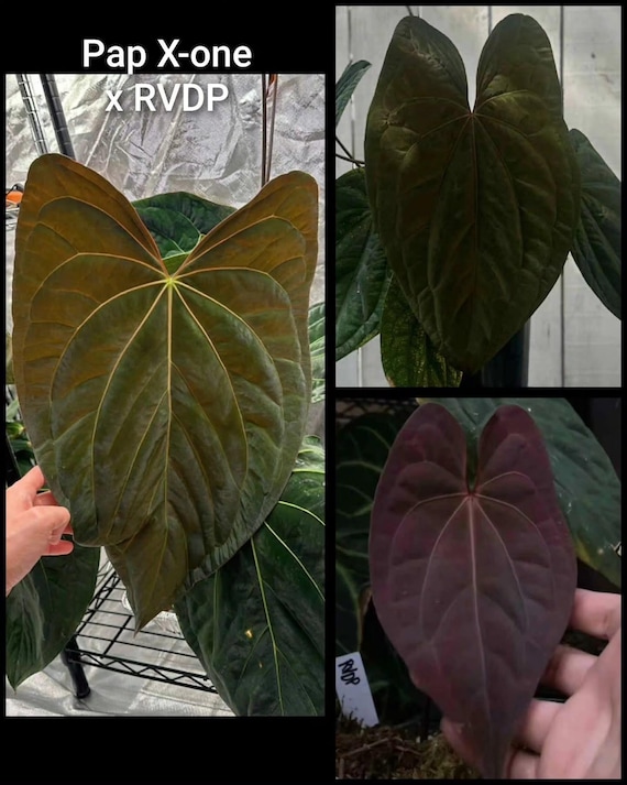 US Seller - Anthurium Seedling Pap X-one X Red Vein Dark Phoenix