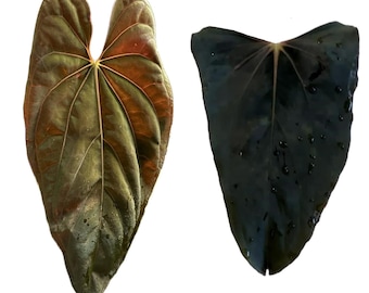 アンスリウム papi RL（JV）× FS（JV） self アンスリウム papi RL（JV）× FS（JV） self