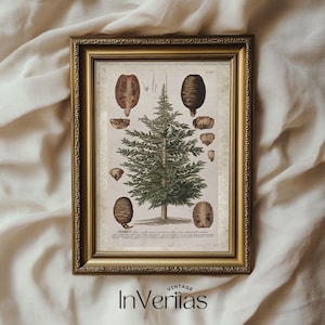 Op de afbeelding: Een vintage botanische illustratie van een cederboom met zijn kegels en bladeren. De illustratie is in een gouden lijst en heeft de tekst "CEDRUS" en een Latijnse beschrijving.