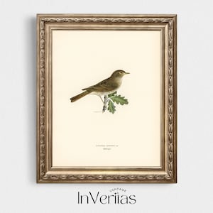 Vintage Bird Illustration | Nightingale Print | Neutral Decor | PRINTABLE | No. 31