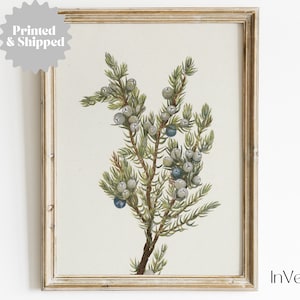 May include: A vintage botanical illustration of a juniper branch with green leaves and blue berries. The illustration is framed in a light wood frame.