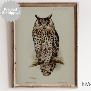 Moody Vintage Owl Print | Dark Cottagecore Decor | PRINTED AND SHIPPED | No. A046