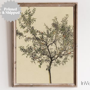 Rustic Vintage Apple Tree Sketch | Farmhouse Kitchen Decor | PRINTED AND SHIPPED | No. A071