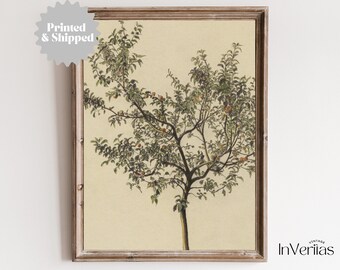 May include: A vintage botanical illustration of a tree with green leaves and small red fruits. The illustration is printed on a cream-colored background and framed in a light brown wood frame.