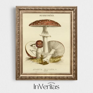 May include: Vintage botanical illustration of a red and white Amanita muscaria mushroom with white spots. The illustration is framed in a gold frame and has the text "AGARICINEES. AMANITA MUSCARIA. L. NO. 12" printed below the mushroom.