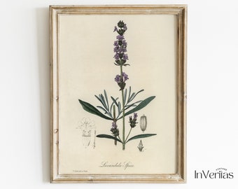May include: A vintage botanical illustration of lavender, framed in a light wood frame. The illustration shows a lavender plant with purple flowers and green leaves. The text "Lavandula Spica" is printed below the illustration.