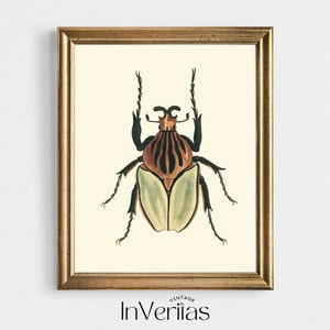 May include: A vintage illustration of a beetle with a brown and black striped body and a green and white wing. The beetle is framed in a gold frame.
