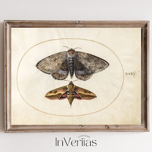 Puede incluir: Una ilustración vintage enmarcada de dos polillas. Las polillas se representan en un círculo con el número XXV. La ilustración está sobre un fondo de color crema.