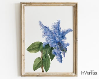 Vintage Botanical Print | California Lilac Drawing | Cottagecore Decor | PRINTABLE | No. 02