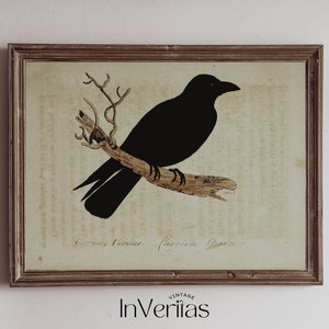 Vintage Crow Art / Moody Fall & Halloween Decor / IMPRIMIBLE / No. 255