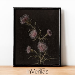 May include: A vintage botanical illustration of a pink thistle flower with green stems and leaves on a black background. The image is framed in a black frame.