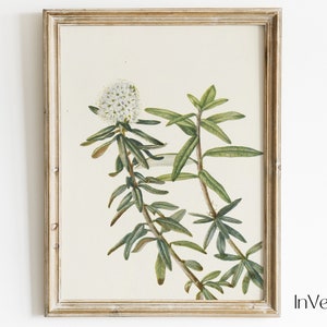 Antike botanische Zeichnung | Vintage weiße Blumen Malerei | Neutrale Wanddekoration | DRUCKBAR | Nr. 133