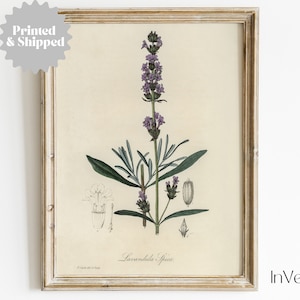 Vintage Botanical Lavender Print | French Country Decor | PRINTED AND SHIPPED | No. A098