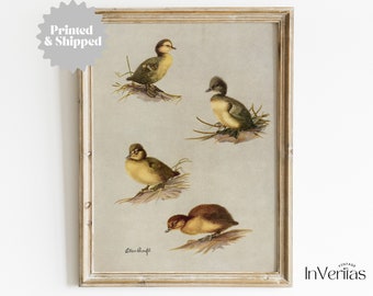 Little Ducklings Vintage Print | Farm Spring & Easter Decor | PRINTED AND SHIPPED | No. A101
