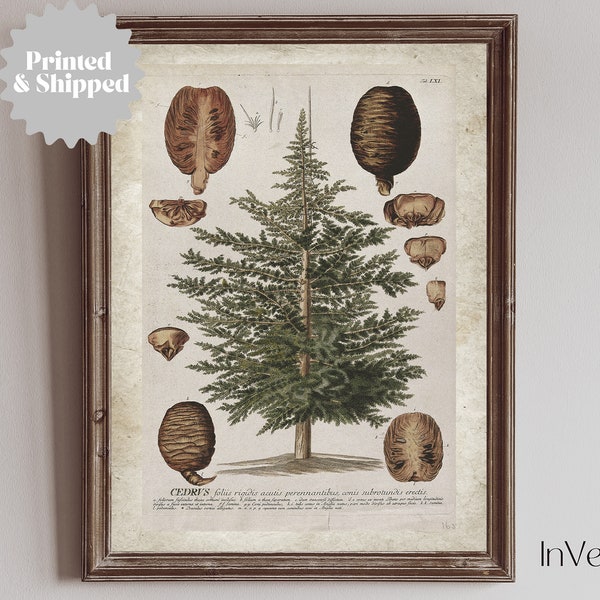 Vintage Cedar Tree Print | Rustic Farmhouse Christmas Decor | PRINTED AND SHIPPED | No. A075