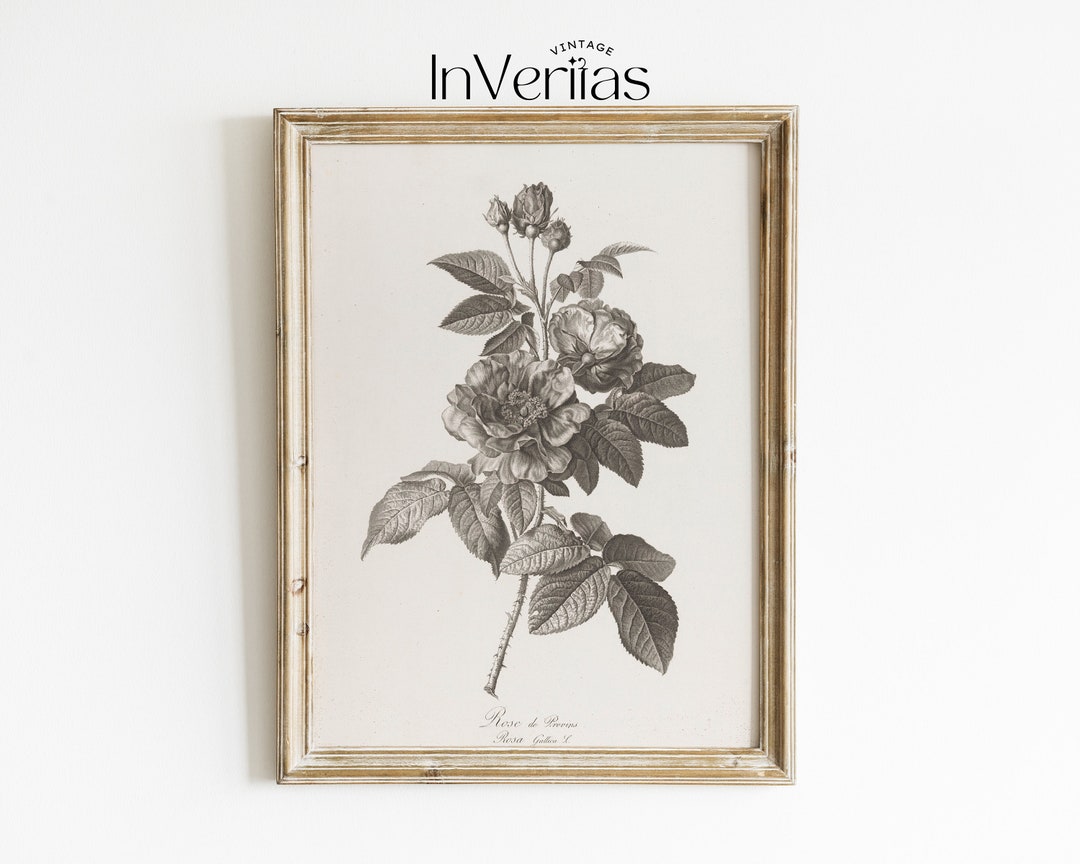 Rustic Roses Drawing Vintage Rose Flower Study | Rustic Botanical Sketch Art | Neutral Decor ...