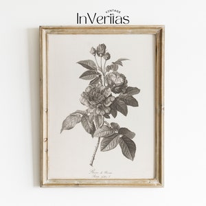 May include: A black and white vintage botanical illustration of a rose with the text "Rose de Provence" and "Mary Dillon, London, 1817" printed below the image.