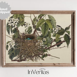 Bird Nest Vintage Botanical Print | Farmhouse Easter & Spring Decor | PRINTED AND SHIPPED | No. A097