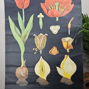 May include: A vintage botanical chart depicting the anatomy of a tulip, with detailed illustrations of the flower and its parts. The chart shows a whole tulip, cross-sections, and other elements, set against a dark background. The chart is mounted on a wooden easel.