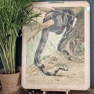 Op de afbeelding: Vintage botanische prent van een boa constrictor die zich om een tak wikkelt. De illustratie toont een slang in grijstinten en zwart tegen een beige en groene achtergrond. De prent heeft een vintage esthetiek en is gemonteerd op een houten frame.