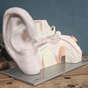 Peut inclure: Un modèle anatomique de l'oreille humaine présentant une structure d'oreille externe rose pâle et une vue en coupe du conduit auditif interne, de l'oreille moyenne et des composants de l'oreille interne, monté sur une base rectangulaire grise.