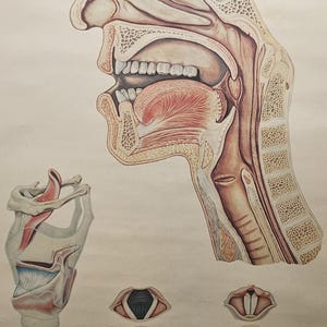 Könnte beinhalten: Eine medizinische anatomische Illustration, die einen sagittalen Querschnitt des menschlichen Kopfes und Halses zeigt, mit Fokus auf Nasenhöhle, Mundhöhle, Zunge und Rachen. Darunter befinden sich detaillierte Ansichten des Kehlkopfes und der Stimmbänder.