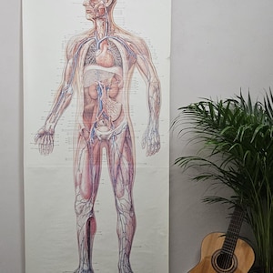 Puede incluir: Un cartel anatómico vertical de pared que presenta una ilustración detallada del cuerpo humano con sistemas circulatorios y orgánicos visibles, suspendido por varillas de madera en la parte superior e inferior. El diagrama incluye etiquetas.