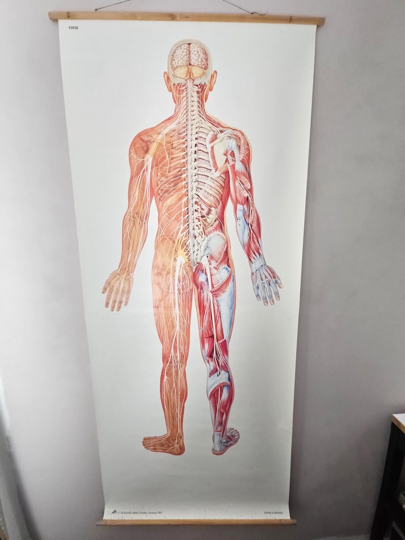 Vintage Life Size Human Anatomy Poster Nervous System Chart Large ...