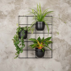 Op de afbeelding: Drie zwarte metalen hangende plantenbakken met drie verschillende planten. De plantenbakken hangen aan een zwarte metalen roosterwand.