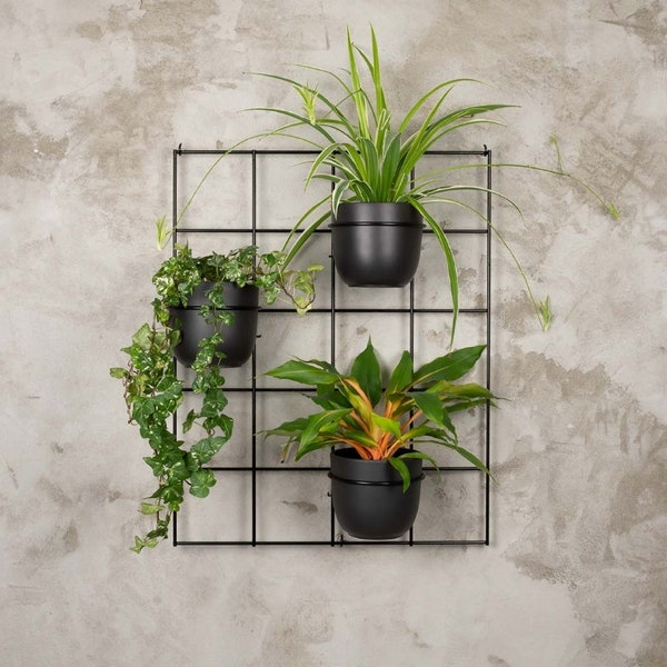 Hedera 3 set2 wall trellis grid flowerbed plant hanger Pflanzenaufhänger blumenaufhanger Kwietnik plante cintre