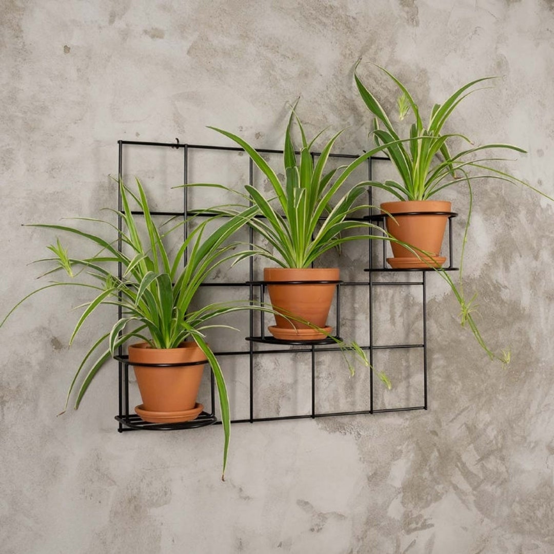 Hedera 3 Set1 Wall Trellis Grid Flowerbed Plant Hanger Etsy