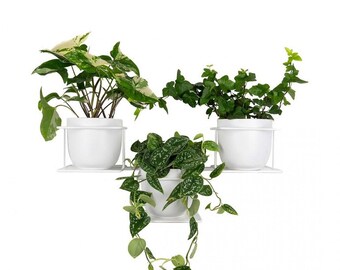 Macetero de pared Jungle 5 colgador de plantas de metal, Pflanzenaufhänger, Kwietnik