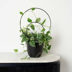 May include: A green leafy plant with silver variegation growing in a black ceramic pot with a black metal ring trellis.