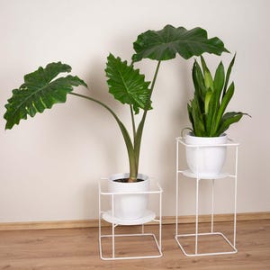 Könnte beinhalten: Zwei Topfpflanzen mit großen grünen Blättern in weißen Töpfen auf weißen Metallständern. Die Ständer haben eine quadratische Basis und ein kreisförmiges Regal. Die Pflanzen stehen vor einer neutralen Wand.