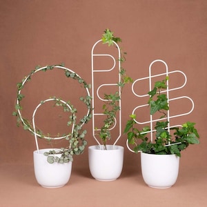Metall-Pflanzengitter, moderne Pflanzenstütze - Hoya, Monstera