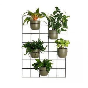 Può includere: Un muro di piante in metallo nero a griglia con cinque piante verdi in vaso. Le piante sono di dimensioni e forme diverse, e alcune hanno foglie variegate.