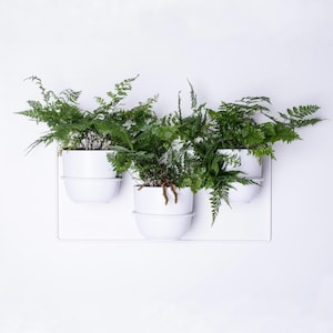Peut inclure: Un système de jardinière murale blanc composé de trois pots arrondis blancs disposés horizontalement sur un cadre rectangulaire blanc, chacun contenant une fougère verte luxuriante aux frondes délicates et plumeuses.