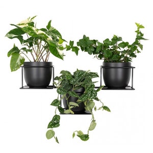 Może przedstawiać: Trzy czarne metalowe doniczki ścienne z trzema różnymi roślinami. Rośliny to pnącze pothos o pstrokatych liściach, zielony bluszcz i srebrny satynowy pothos.