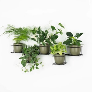 Jungle 4-väggplanteringshängare i metall, Pflanzenaufhänger, Kwietnik