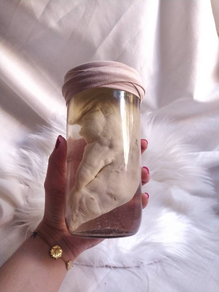 Décoration Gothique Cabinet de Curiosités Spécimen Humide Taxidermie Trophée Chasse Halloween Collec