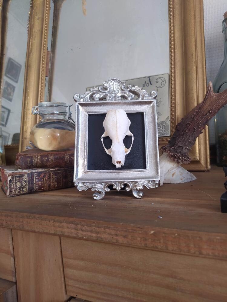Taxidermie Trophée Crâne Squelette de Martre Naturalisé Cadre Vintage et Gothique Spécimen Humide Ca