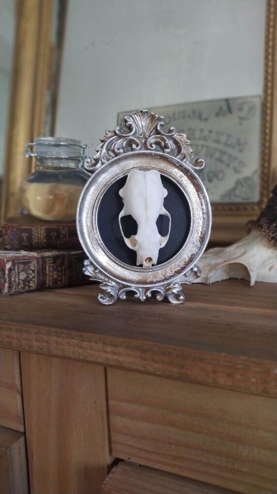 Taxidermie Trophée Crâne Squelette de Martre Naturalisé Cadre Vintage et Gothique Spécimen Humide Ca