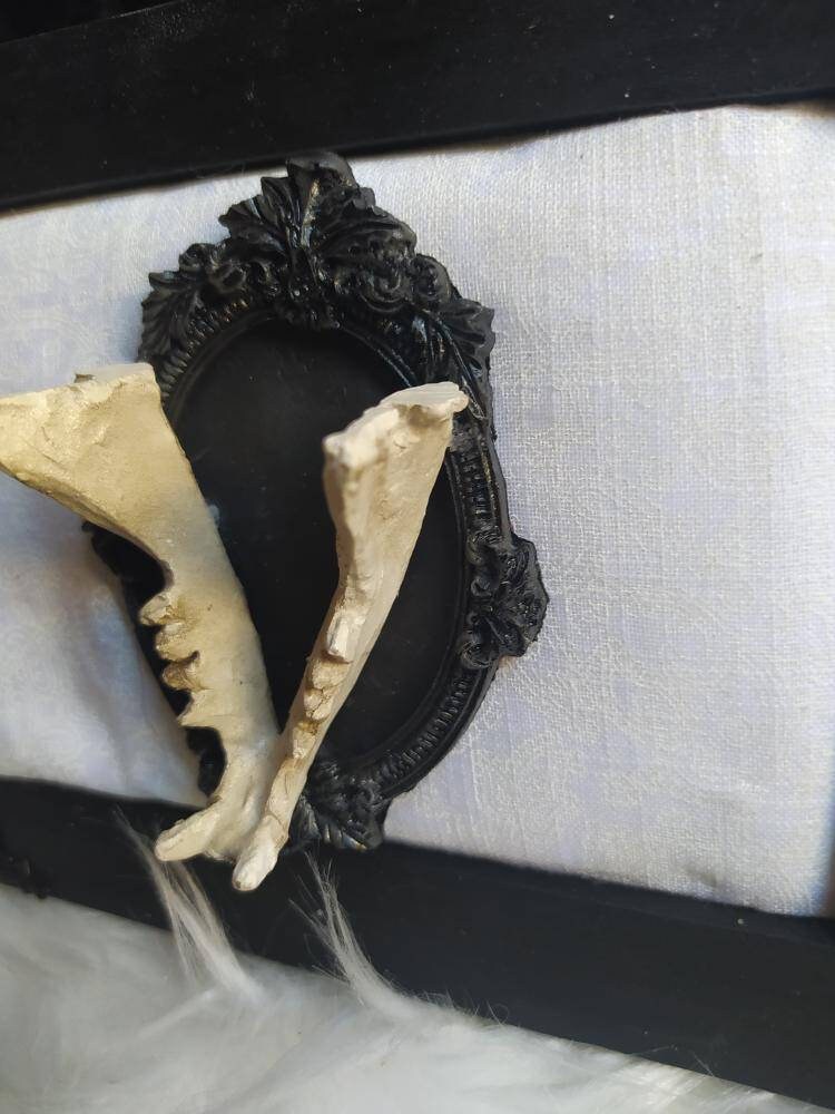 Cadre Gothique Décoration Vegan Taxidemie Crâne Vintage Spécimen Humide Sorcellerie Sorcière Ouija R