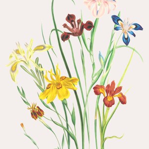 Abstract Flowers