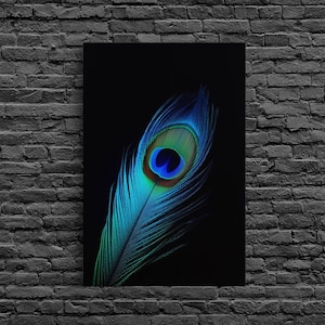 A Lone Peacock Feather, Framed Canvas Print, Feather Photography, Beautiful & Colorful Peacock Art