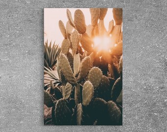 Sunlight Peaking Through A Cactus, Framed Canvas Wall Art Cactus Desert Landscape Arizona Photography Print Minimalist Modern Western Art