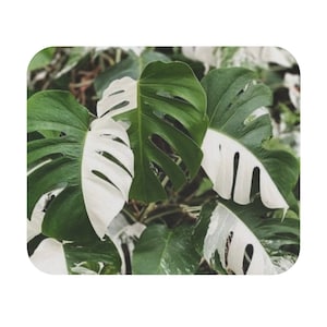 Gorgeous Monstera Albo Mouse Pad  Home work Home Office *MOUSEPAD*